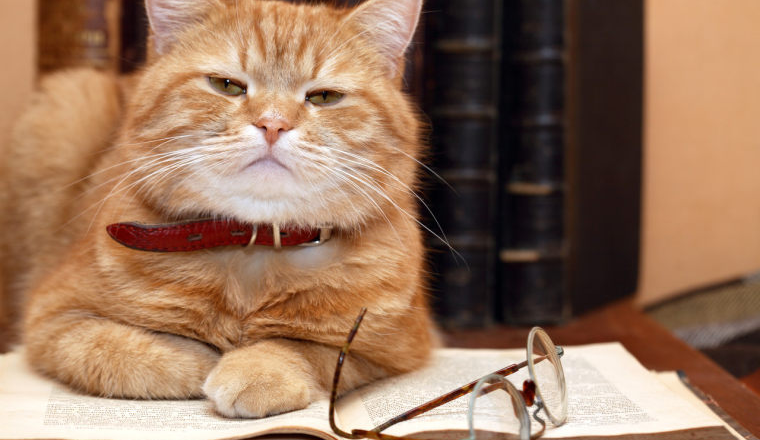 100美金的毛绒玩具凭什么爆火？清华理工男1年登顶亚马逊高客单价赛道的秘诀