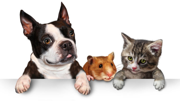 TEMU可以做宠物食品吗，TEMU宠物视频FDA怎么注册