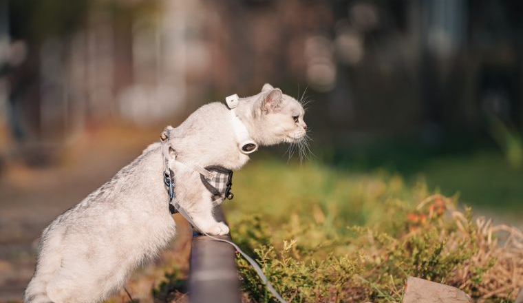 出海观察|全球宠物服装市场分析及趋势预测