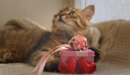 从爆红走向爆卖，哈基米和卡皮巴拉萌宠界两大“顶流”如何争C位、促销量！