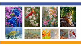 已有33个被告！加拿大艺术家6个野生动物版权TRO！