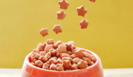 想做宠物赛道？先看懂这3个顶级网站