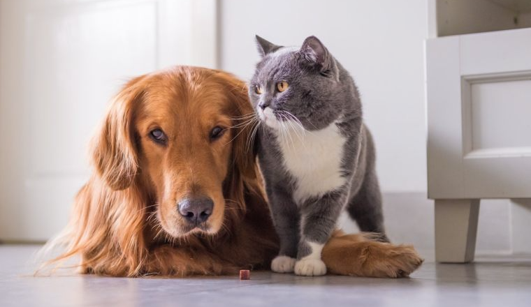 TikTok宠物取暖器月销近百万，老外铲屎官疯抢