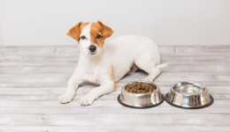 宠物食品如何合法进口到日本？