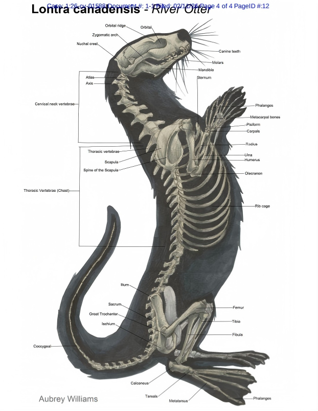 内衣版权画26-cv-249和昆虫画26-cv-1583和26-cv-1587和26-cv-1588河獭骨骼解剖插画