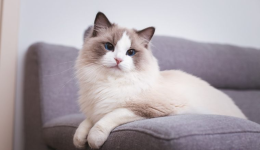 独立站优秀案例分析：宠物玩偶品牌如何驱动高客单价转化？