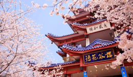 亚马逊日本樱花季怎么选品，亚马逊2026年樱花季有哪些变化