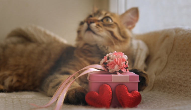 泽宝系，又闯出了一匹黑马