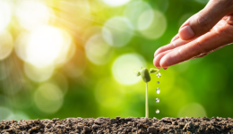 植物种子独立站新手如何选对建站平台？3步加速增长！