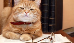 亚马逊宠物用品好做吗，亚马逊如何销售宠物用品