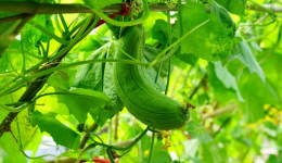 农产品独立站新手团队：如何从0到1低成本搭建外贸官网？