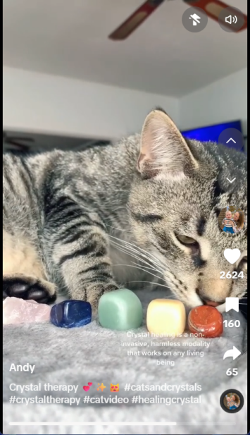 猫咪爱上混凝土！宠物赛道正被这些“反常识”爆款改写