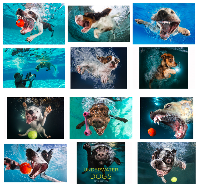 [22-3914、3892、3856]Keith代理摄影师Seth Casteel发案！尚未提起TRO动议