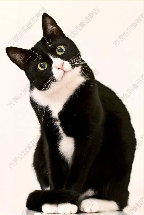 385家店铺涉案！Andreas Levers奶牛猫图汹汹来袭！