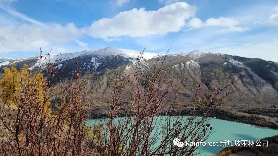 4.5倍估值，近1000万美金，又一品牌“嫁”给雨林Rainforest