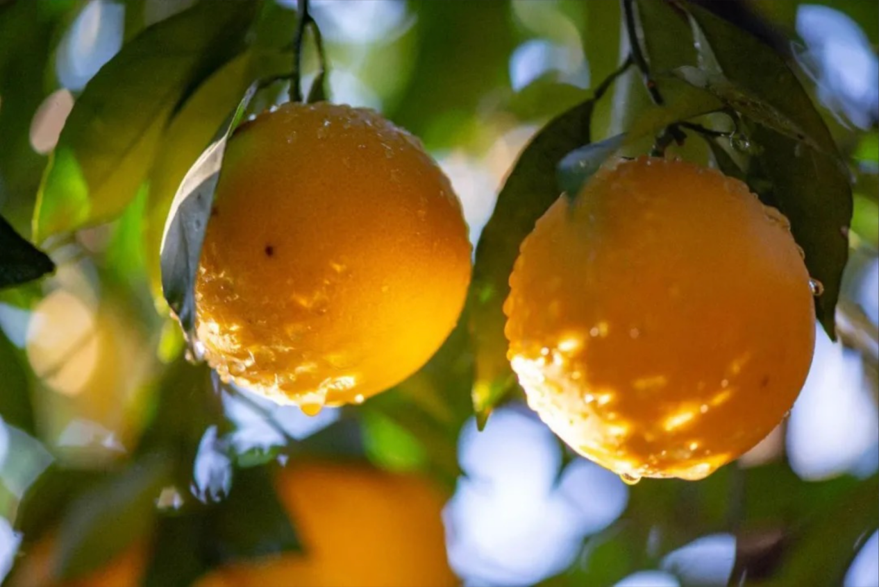 雙11買包年送褚橙 | 六年不變的 “橙” 意，致敬每一位仍在跨境路上的你