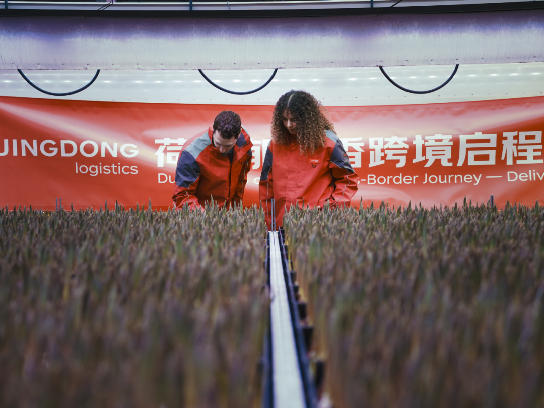 全程控溫2-8度，京東物流承運(yùn)荷蘭郁金香一路鮮美、“閃”到中國