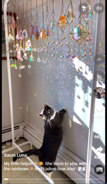 猫咪爱上混凝土！宠物赛道正被这些“反常识”爆款改写