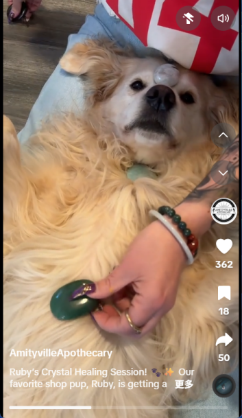 猫咪爱上混凝土！宠物赛道正被这些“反常识”爆款改写