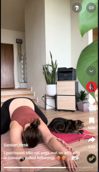 猫咪爱上混凝土！宠物赛道正被这些“反常识”爆款改写