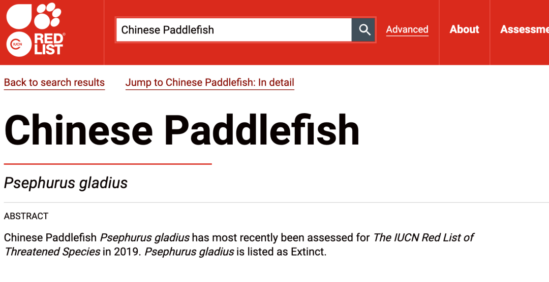 活了1.5亿年的长江白鲟，却未能撑过2022年