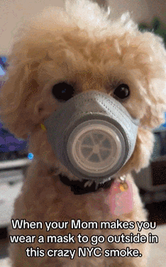 宠物口罩热度飙升！亚马逊和Temu已开卖