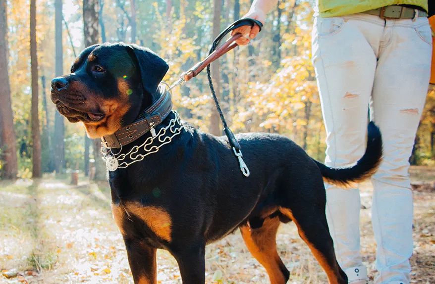 月销量20K+宠物用品专利盘点!宠物指甲剪、美容手套、项圈风险暴增!