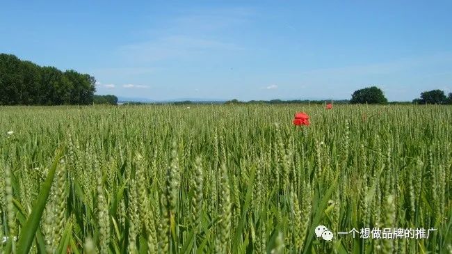 五一碎碎念-我的职业规划