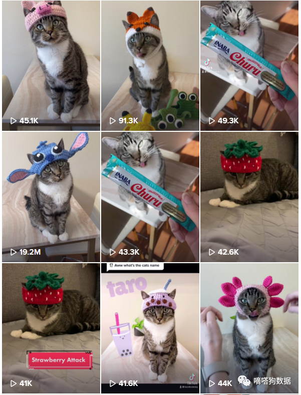 产品火爆到让商家停业赶订单！TikTok爆款“针织宠物帽”征服老外铲屎官