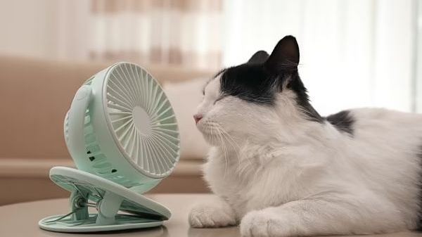 SHEIN官方︱史上最热的一年,“清凉经济“不来了解一下吗?