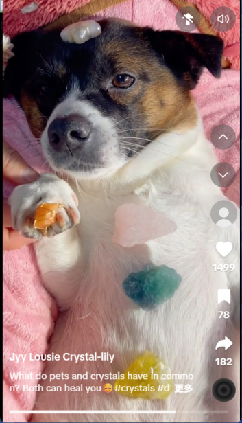 猫咪爱上混凝土！宠物赛道正被这些“反常识”爆款改写