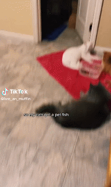 爆款猫玩具走红TikTok，5天播放破千万！