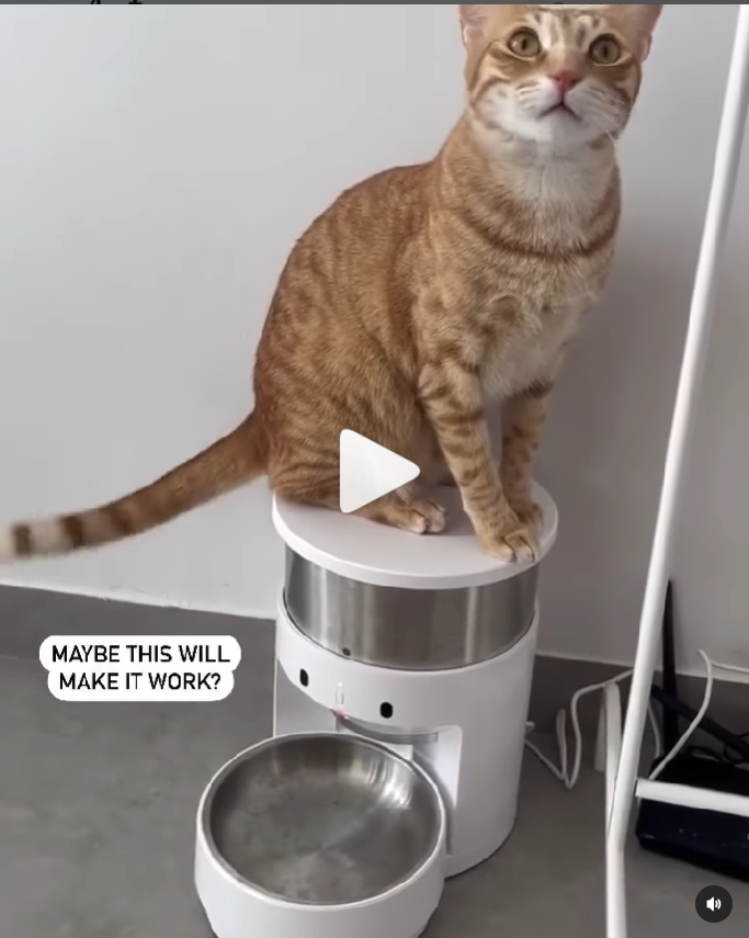 重投宠物独立站！他把年销售做到5亿