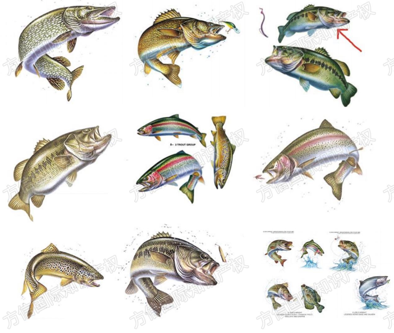 588名卖家天塌了！这些鱼艺插画版权商标一起来！