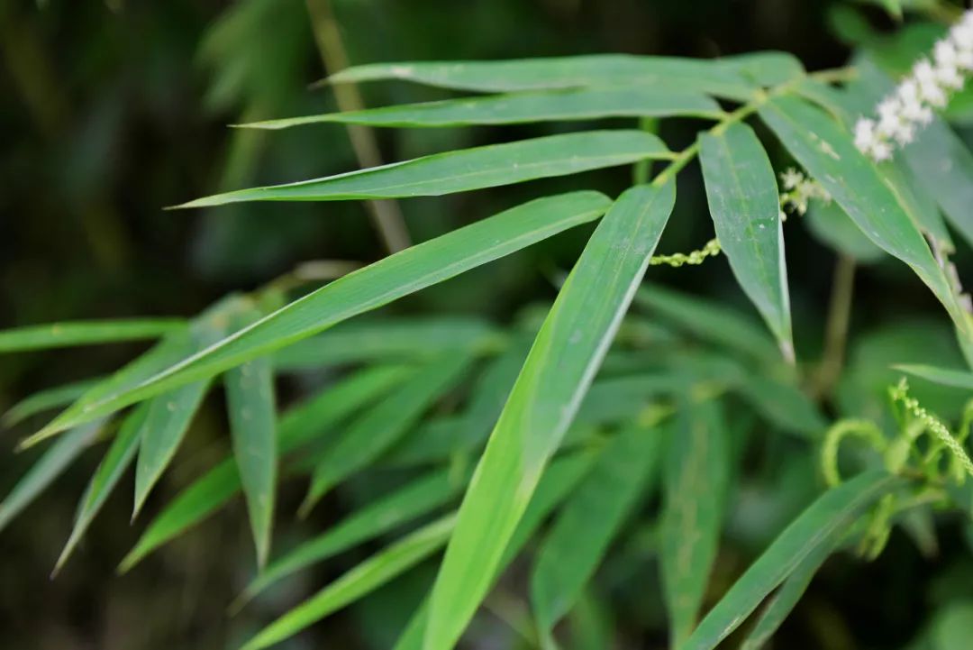 世界野生动物基金会|五十余年间,全球野生动物数量平均减少69%