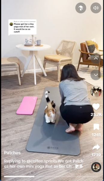 猫咪爱上混凝土！宠物赛道正被这些“反常识”爆款改写