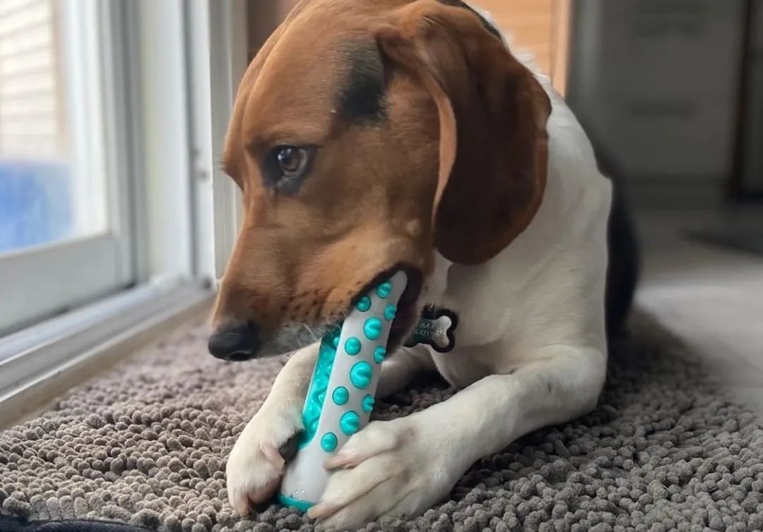 不断有链接被下架!?一波热销宠物用品“悄悄布局专利”,紧急规避!