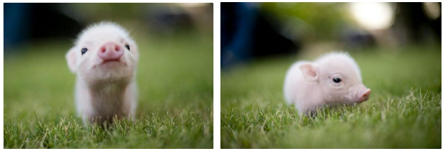 最新侵权案件来袭！710家店铺被起诉，这些产品不能再卖！