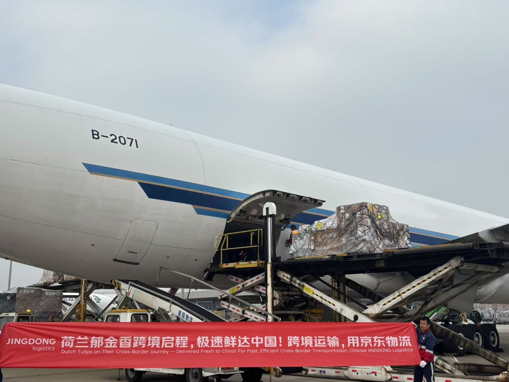 全程控溫2-8度，京東物流承運(yùn)荷蘭郁金香一路鮮美、“閃”到中國