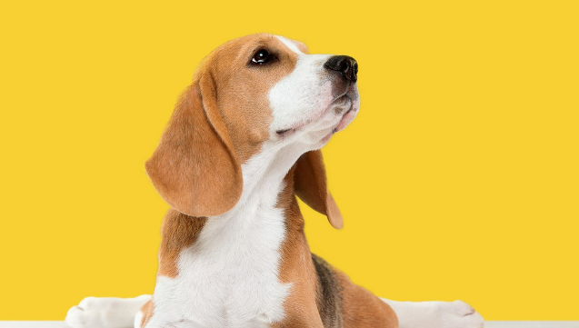 宠物市场将成为今年的一个新风口，市场大有可为