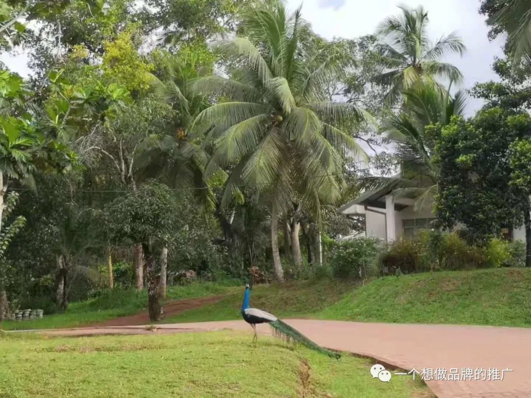 五一碎碎念-我的职业规划