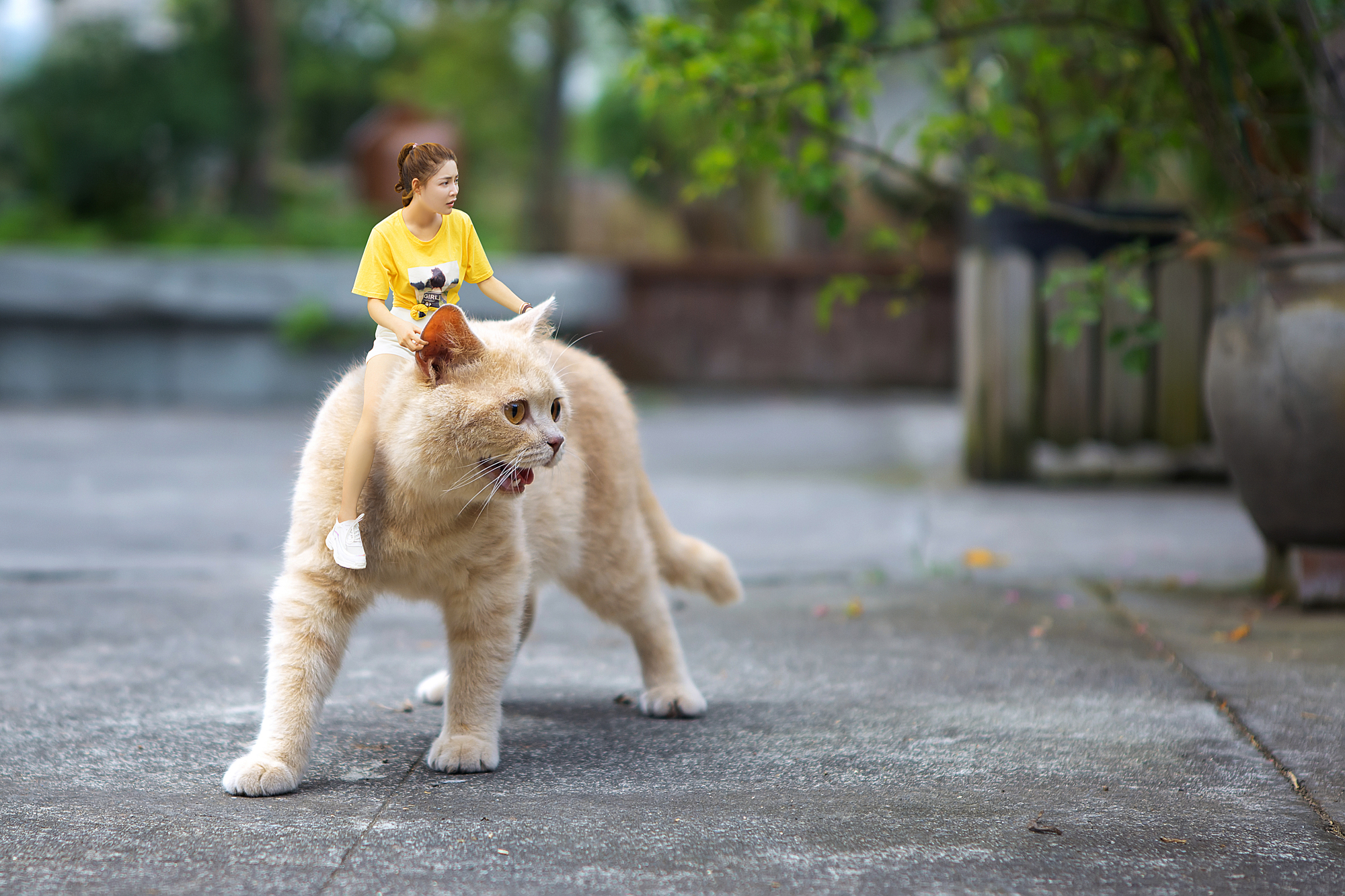 从爱犬遗憾到年入2亿！这个宠物用品品牌凭社媒+独立站的打法爆火欧美